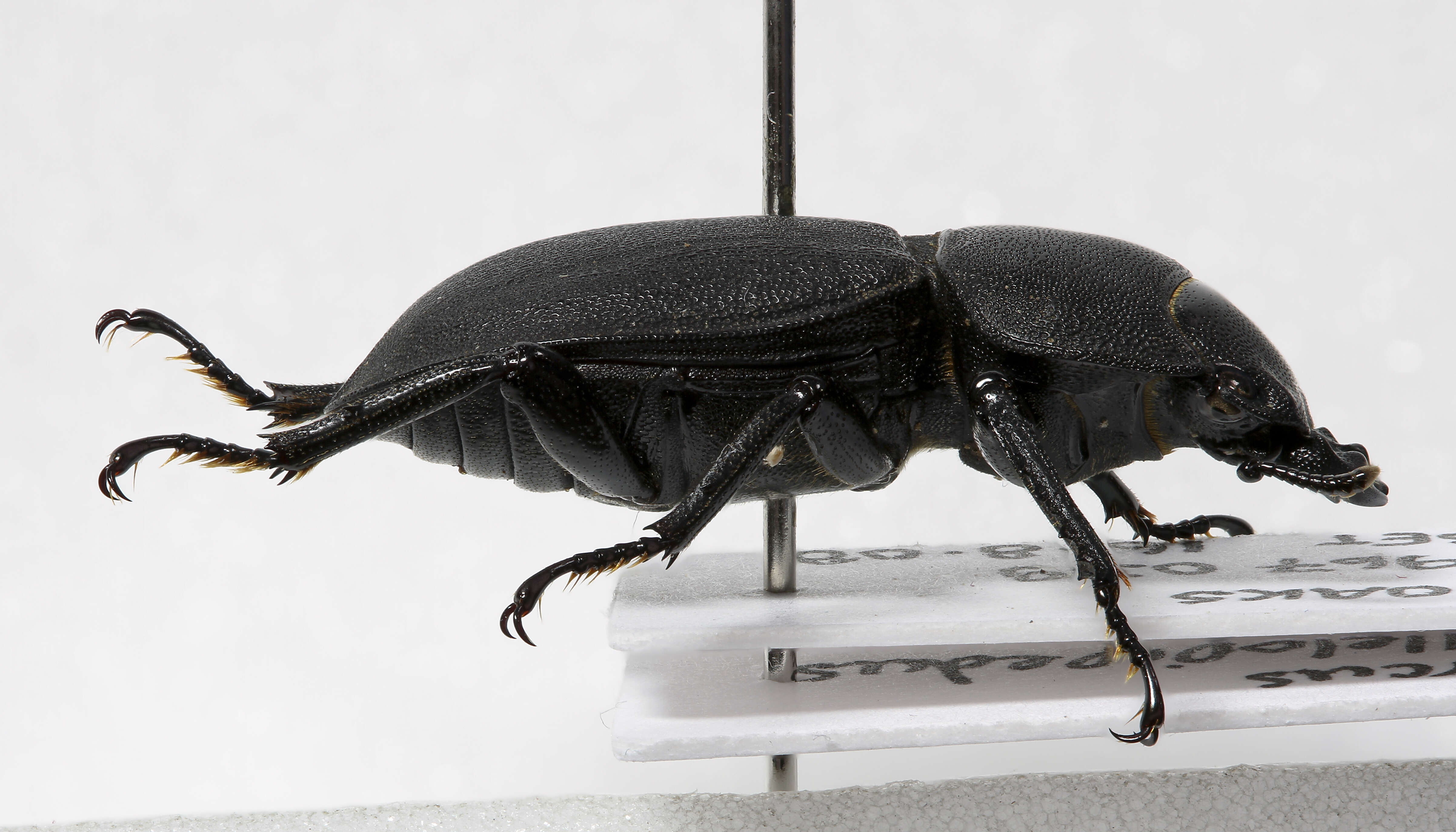 Image of Dorcus parallelipipedus (Linnaeus 1758)