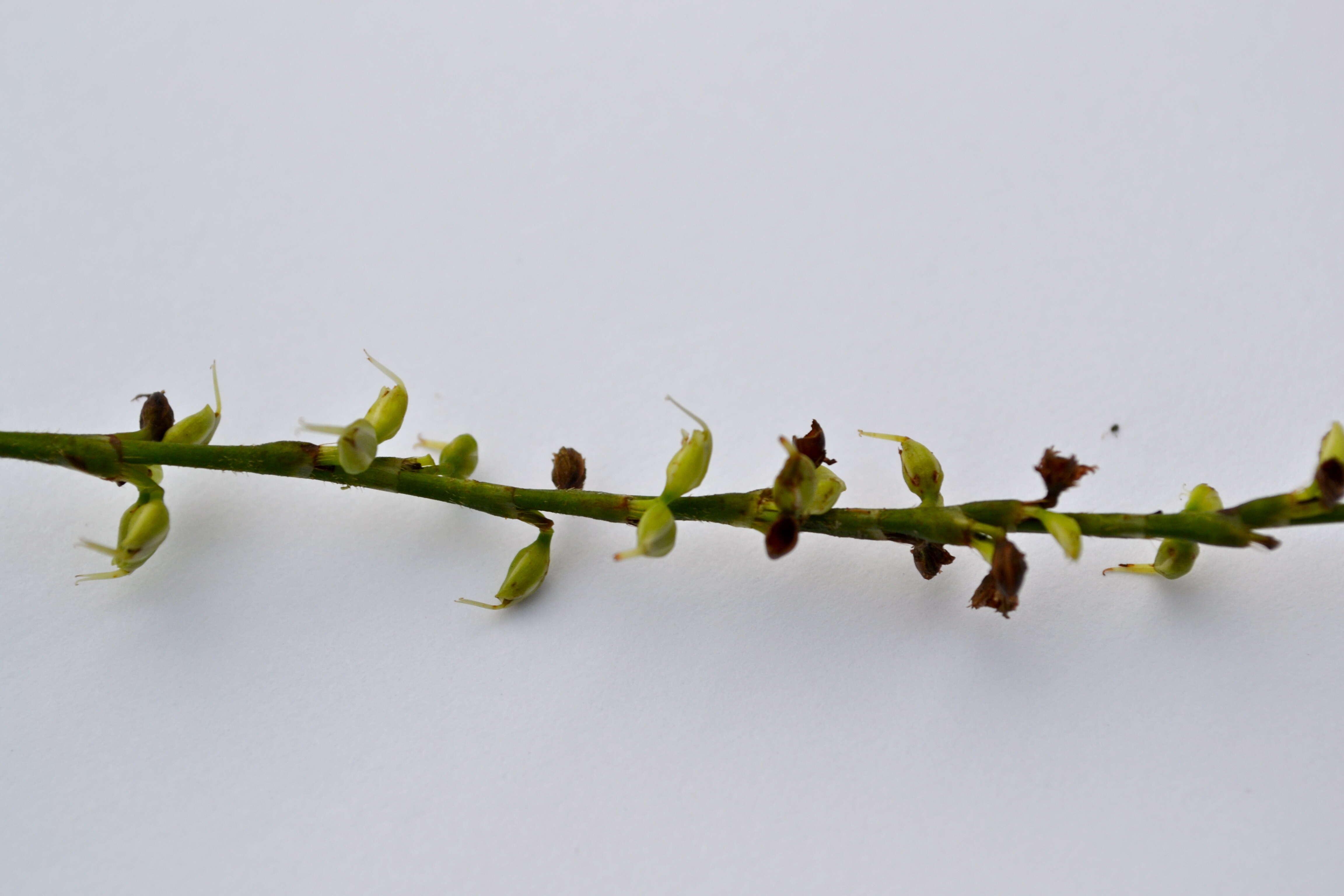 Image de Persicaria virginiana (L.) Gaertner