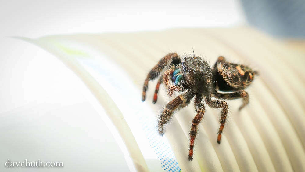 Phidippus resmi