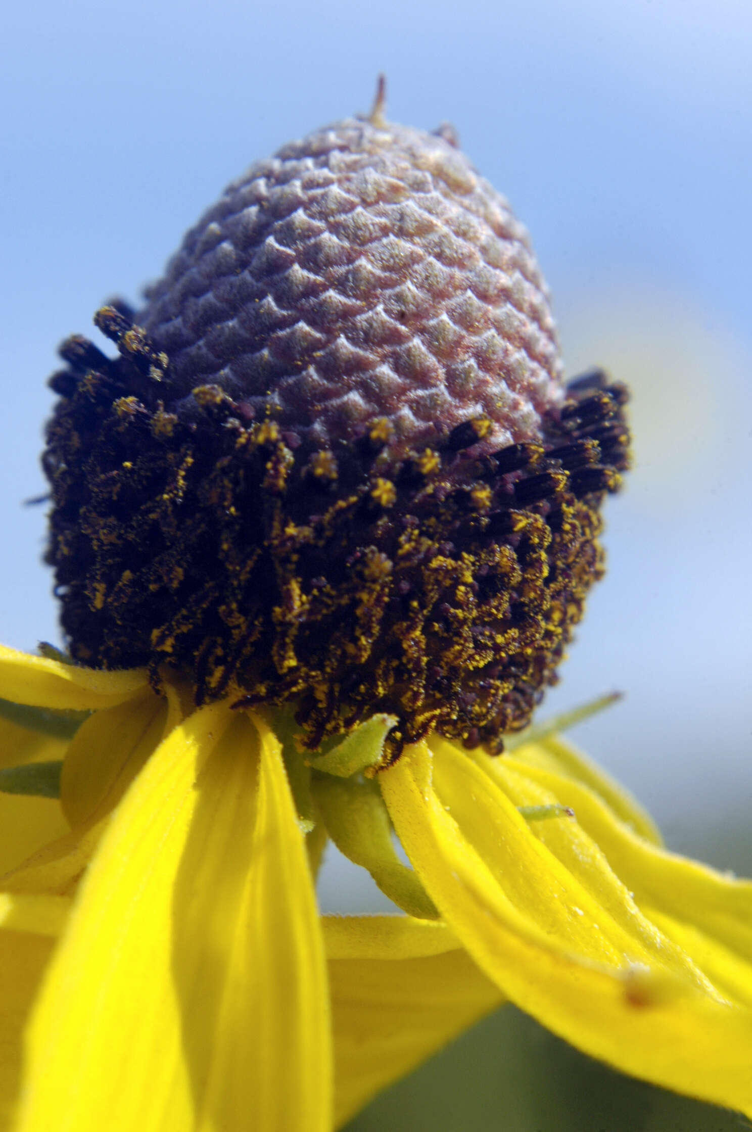 Image of pinnate prairie coneflower