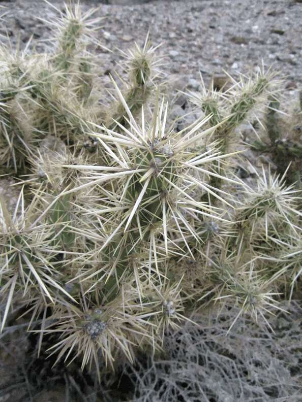 Image de Cylindropuntia echinocarpa (Engelm. & J. M. Bigelow) F. M. Knuth