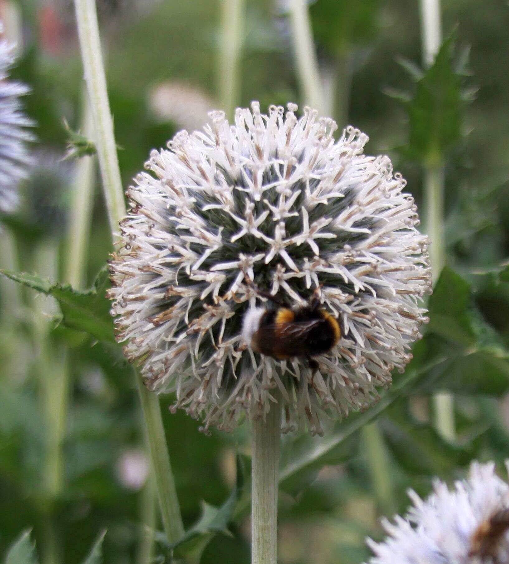 Echinops sphaerocephalus L. resmi