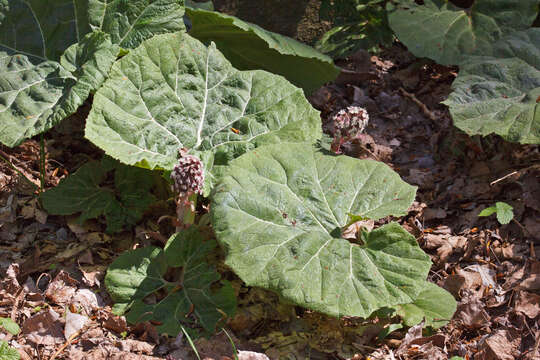 Image of pestilence wort