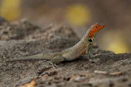 Image of lava lizard