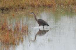 Image of Ardea Linnaeus 1758