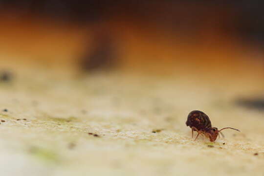 Image of Dicyrtomina ornata (Nicolet & H 1842)