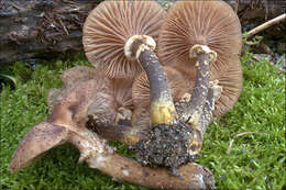 Image of Honey Fungus