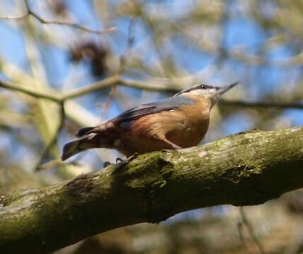 Image of Eurasian Nuthatch