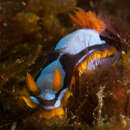 Image of Chromodoris westraliensis (O'Donoghue 1924)