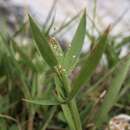Image of western panicgrass