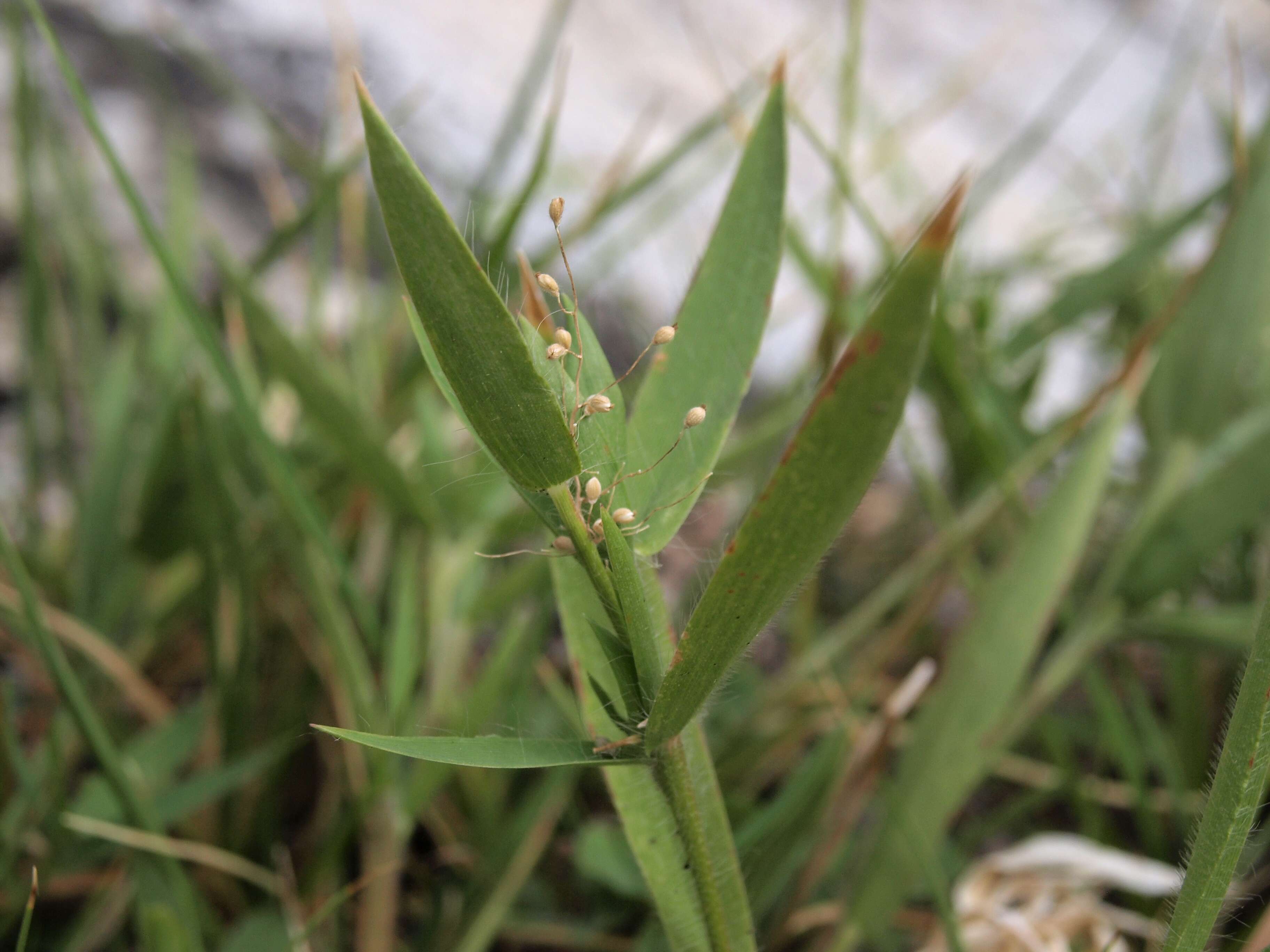 Image of tapered rosette grass