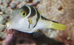 Image of Canthigaster