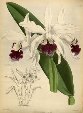 Image of Cattleya elegans C. Morren