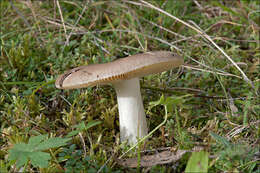 Russula integra (L.) Fr. 1838 resmi