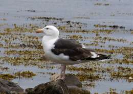 Image of Great Black-backed Gull