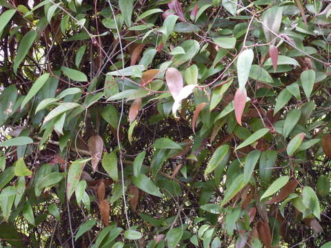 Image of Smilax glyciphylla Sm.