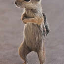 Слика од Белоопашеста антилопа верверица