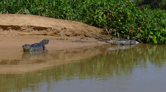 Image of Caimans