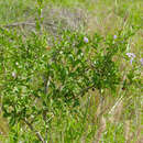 Image of Ehretia rigida subsp. nervifolia Retief & A. E. van Wyk