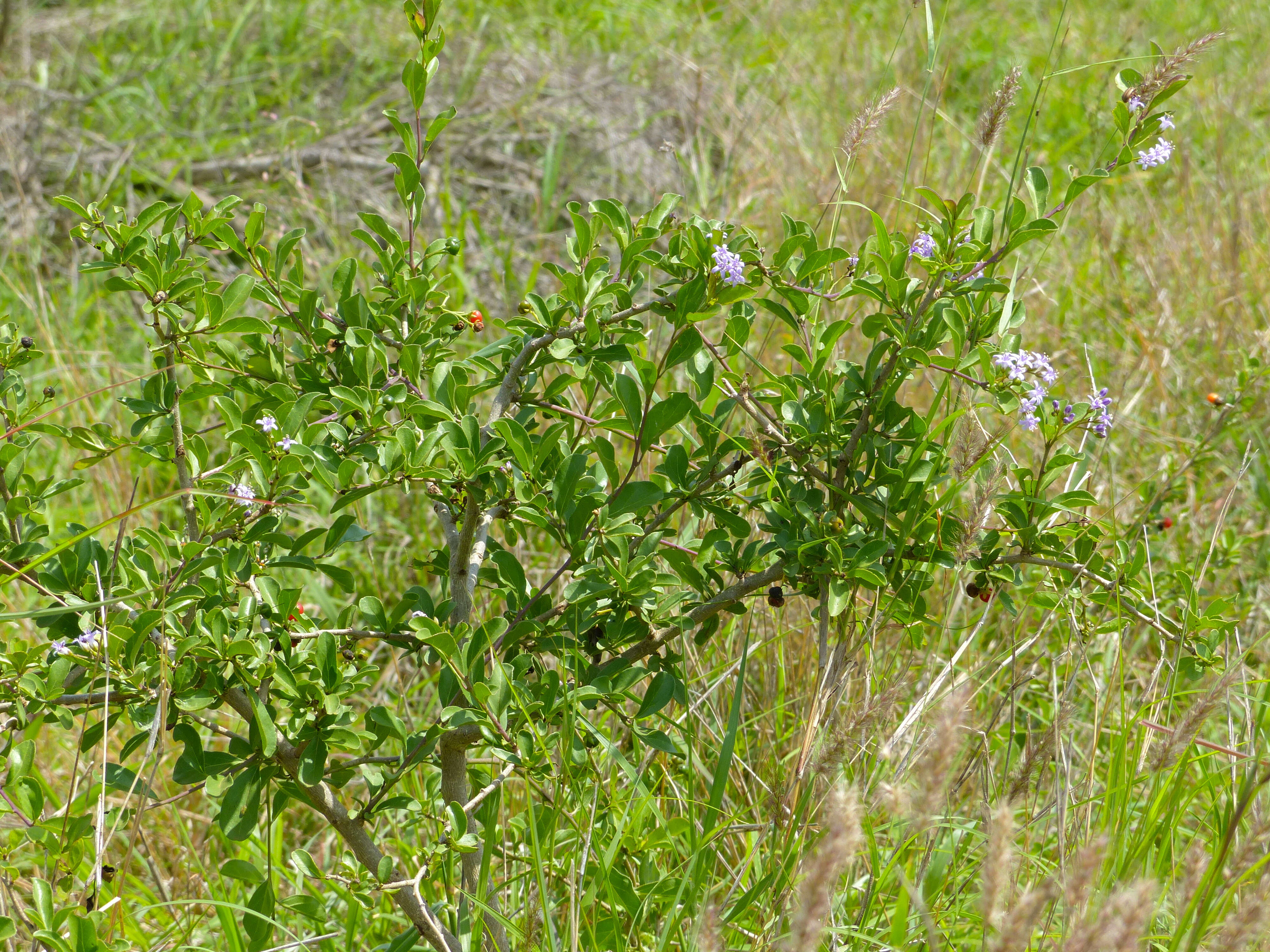 Image of Ehretia rigida subsp. nervifolia Retief & A. E. van Wyk