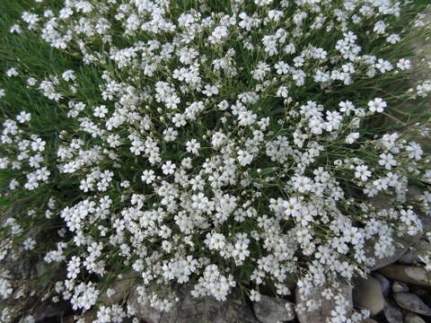 Image of creeping baby's-breath