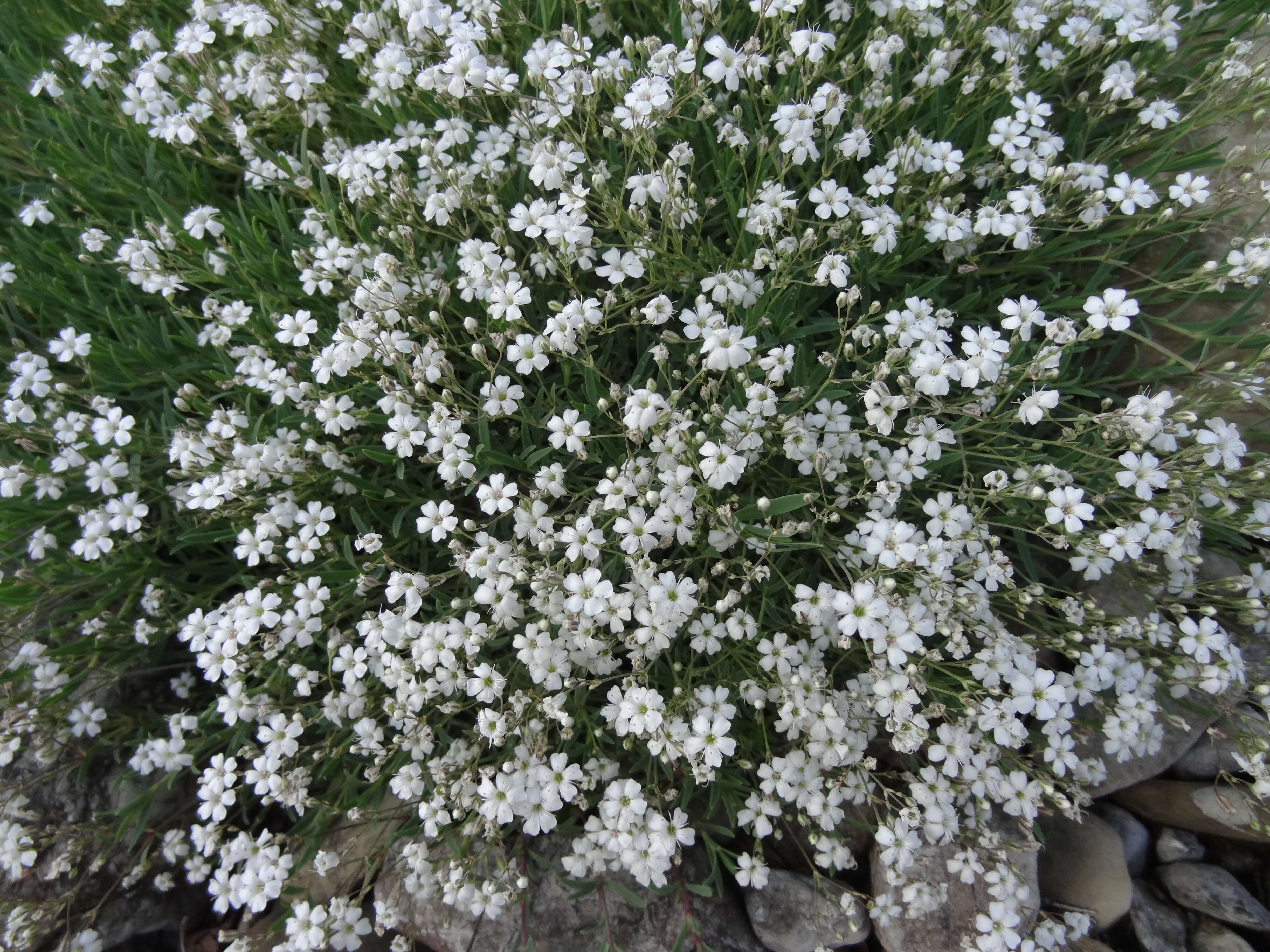 Imagem de Gypsophila