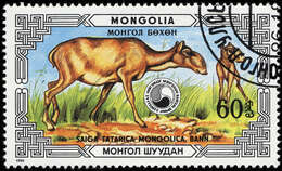 Image of Mongolian Saiga