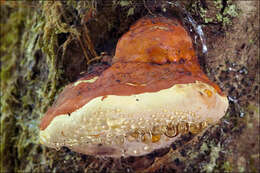 Image of Fomitopsis