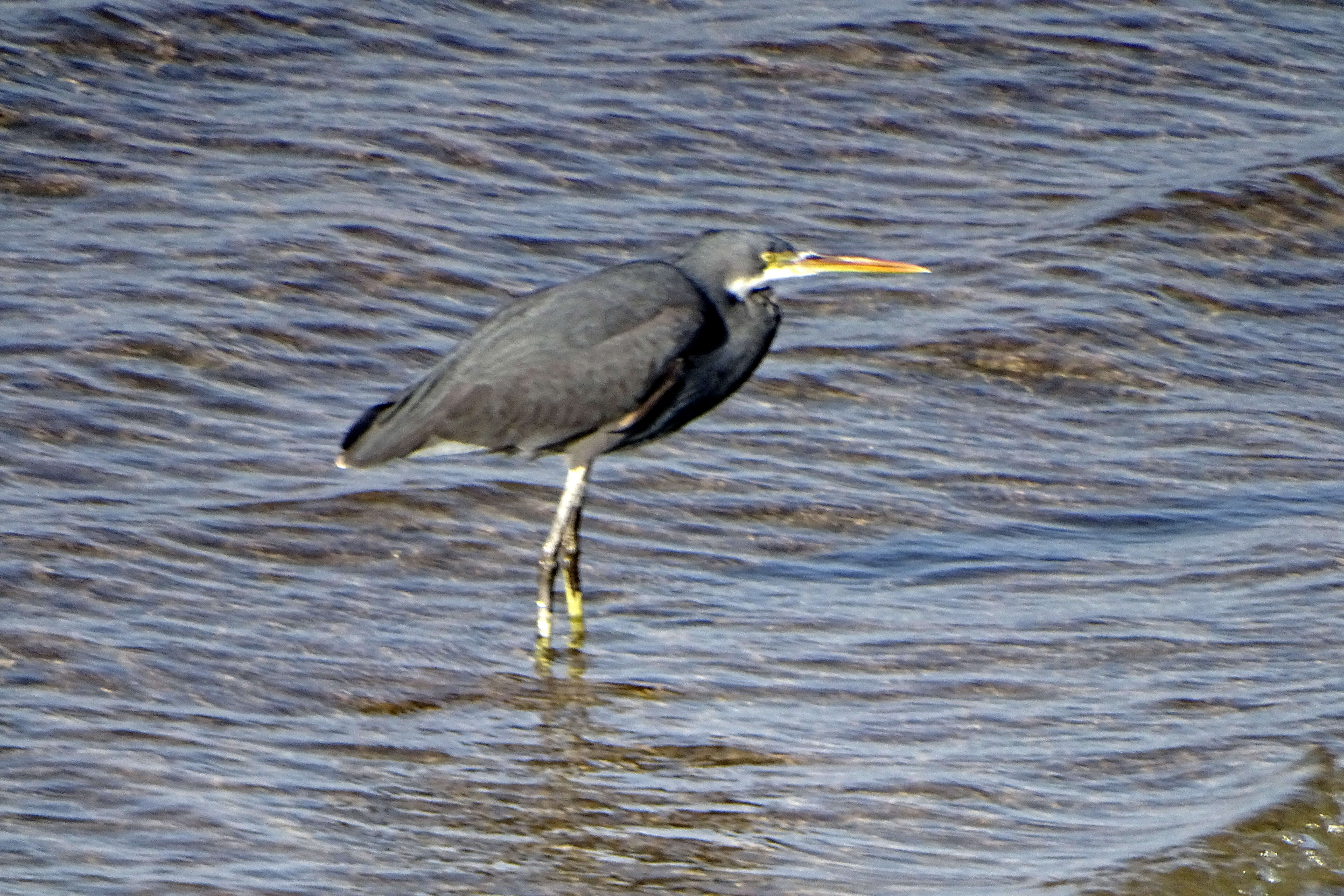 Image of Egretta Forster & T 1817