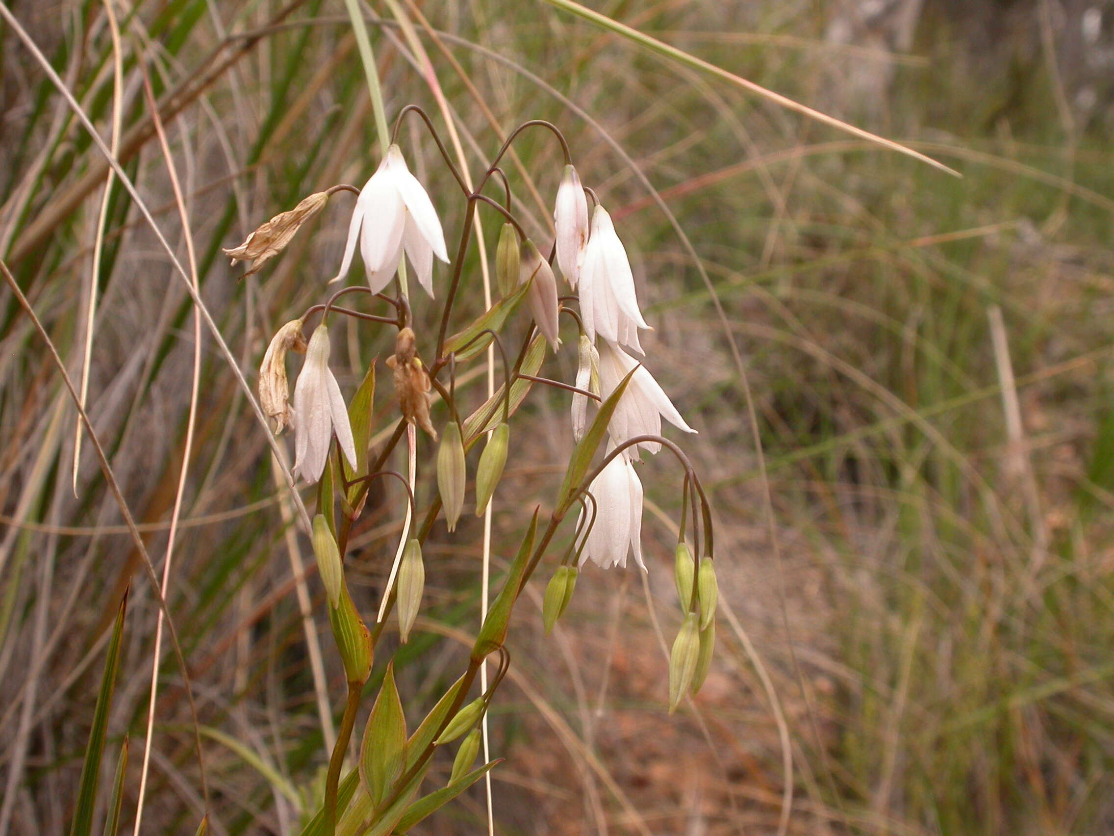Image of Grass-lilies