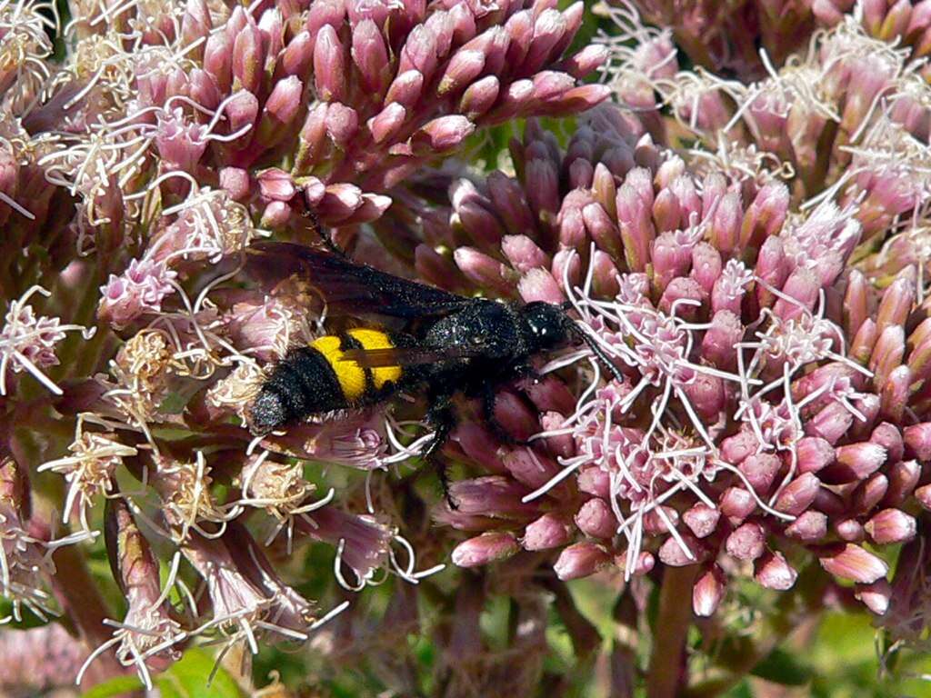 Image of scoliid wasps