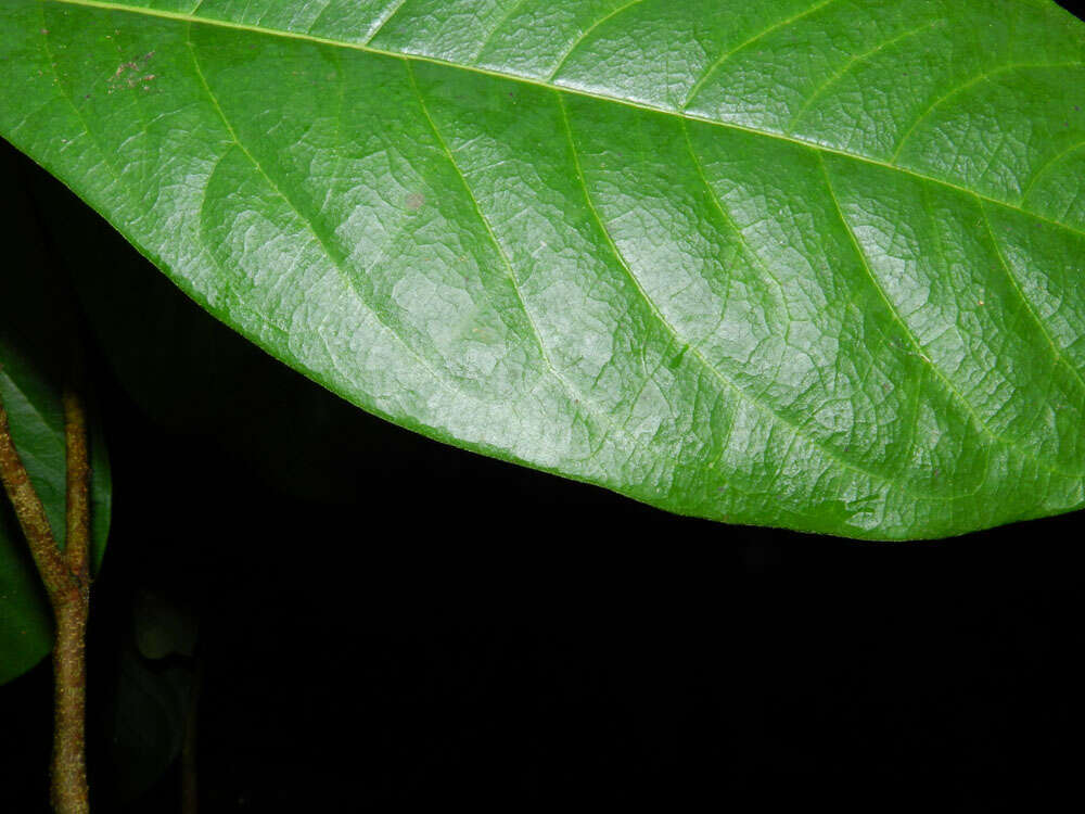 Image of Daphnopsis costaricensis K. Barringer & Grayum