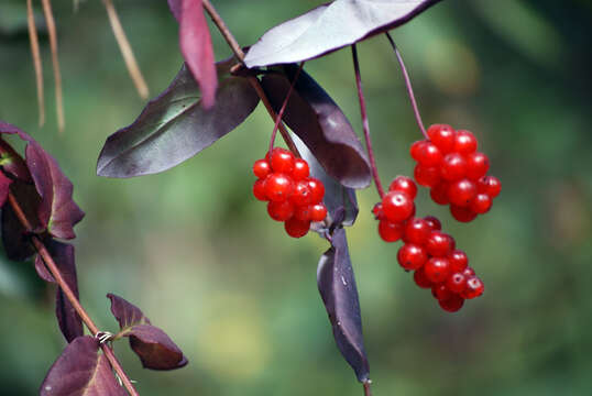 Image of California buckthorn