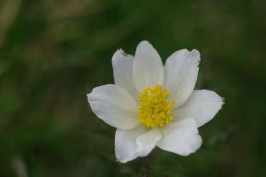 Image of alpine anemone