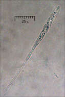 Image of Diatrypaceae