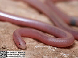 Image of Phillips' Blind Snake