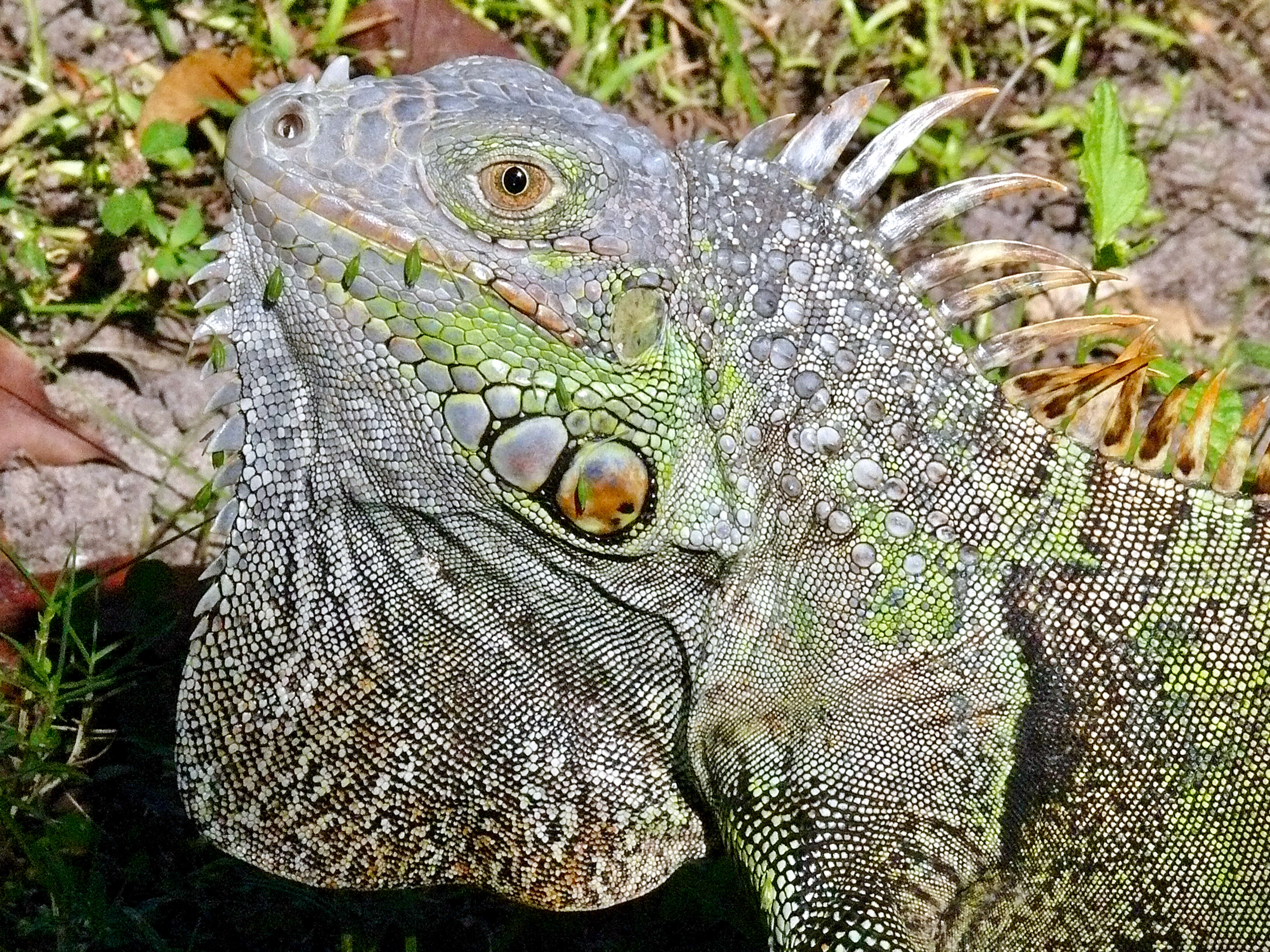 Image de Iguana