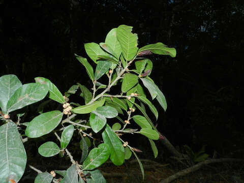 Image of Ficus costaricana (Liebm.) Miq.