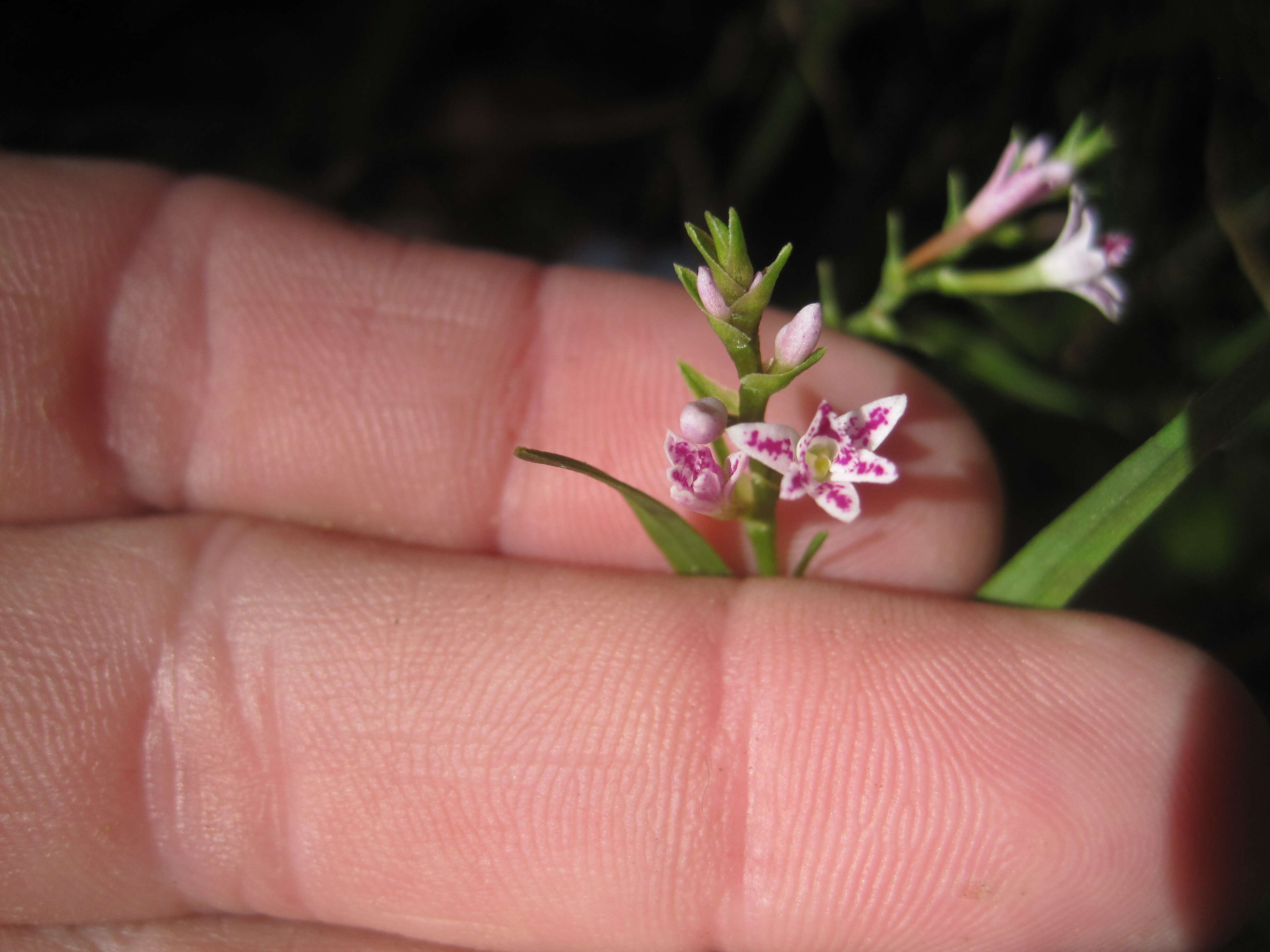 Imagem de Epidendrum fimbriatum Kunth