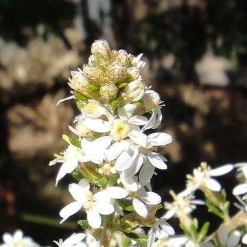 Olearia ramulosa (Labill.) Benth. resmi