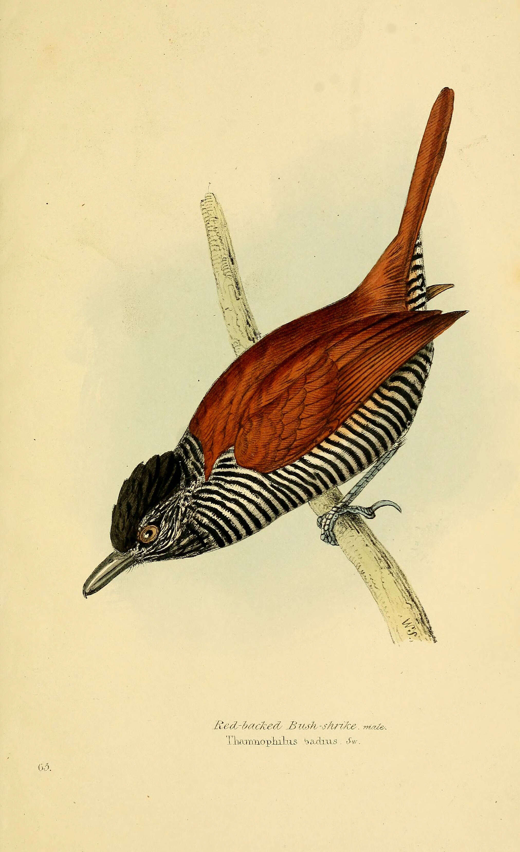 Image of Thamnophilus Vieillot 1816