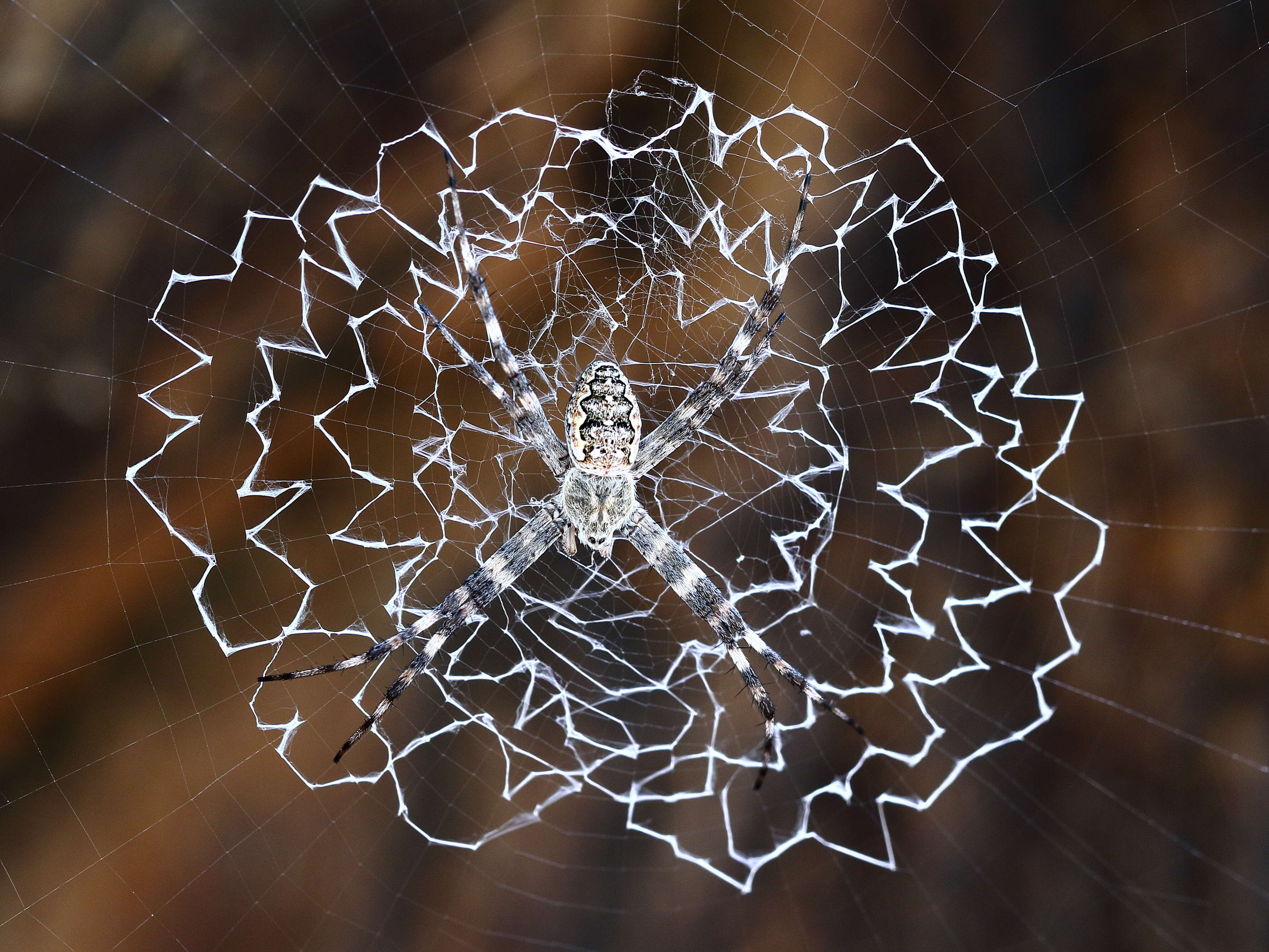 Image of Argiope mascordi Levi 1983