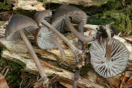 Image of Stump fairy helmet