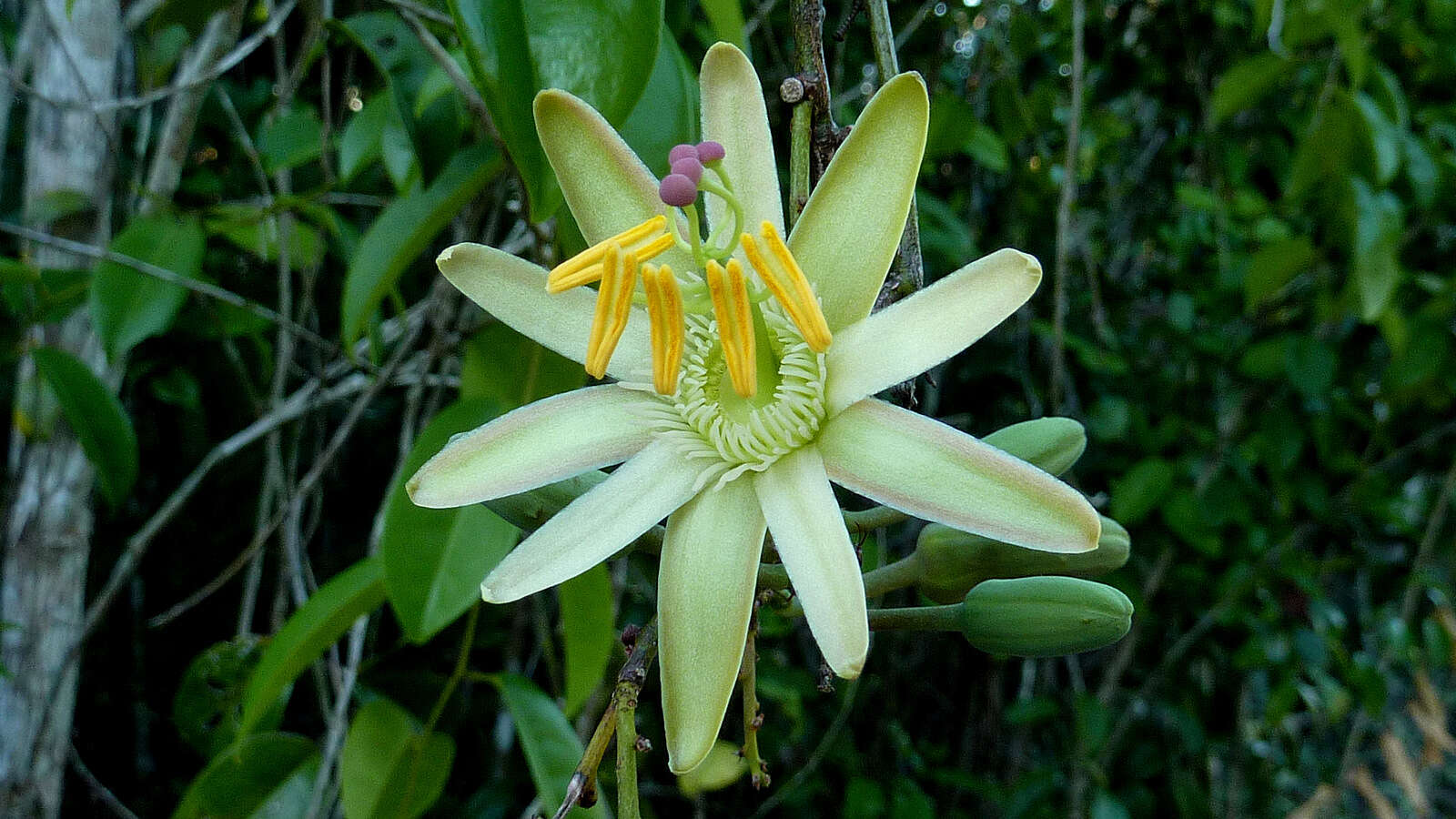 Sivun Passiflora contracta Vitta kuva