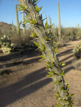 Imagem de Fouquieria splendens Engelm.