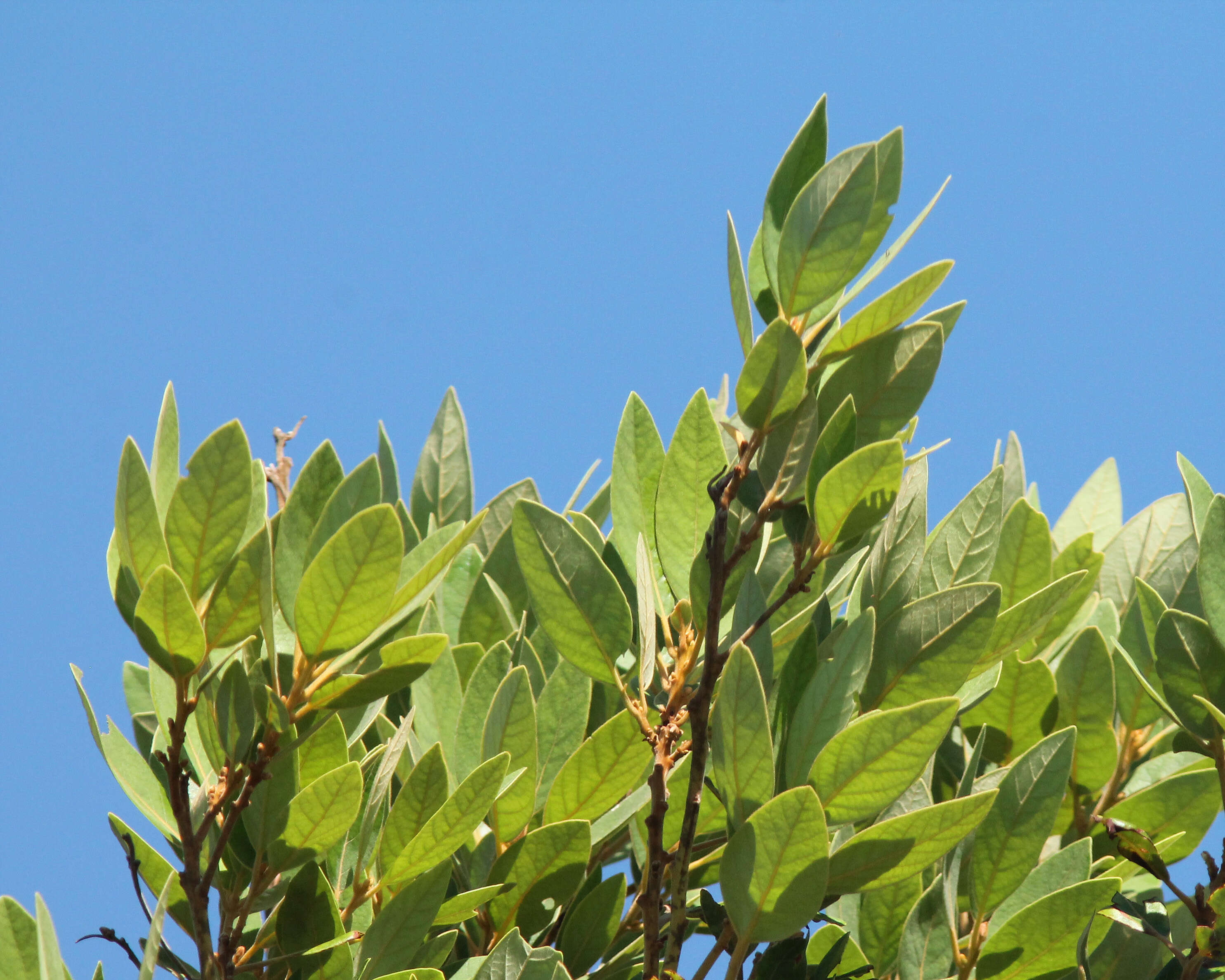 Image of Avocado