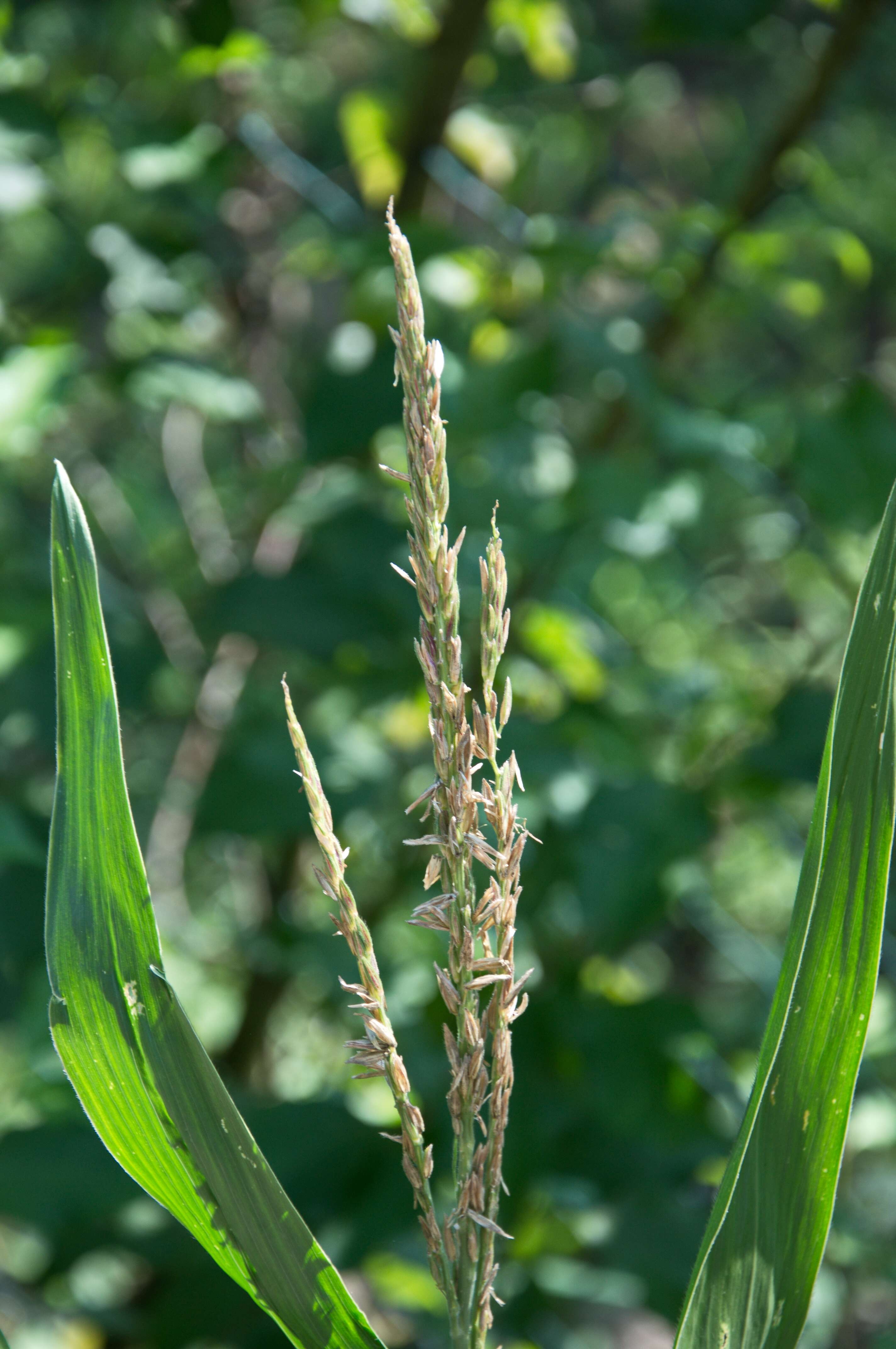 Image of corn