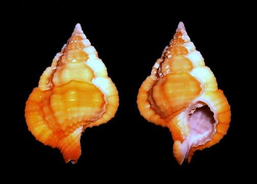 Image of Gyrineum cuspidatum (Reeve 1844)