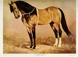 Image of Equus subgen. Equus Linnaeus 1758