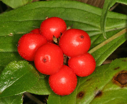 Plancia ëd Cornus canadensis L.